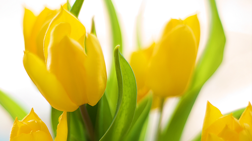 Tulips in Spring